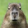 * Capybara *