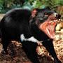 Tassie Devil