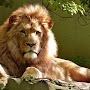 Lion Of God