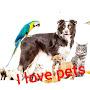 pets lover 12