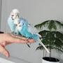 Мои попугаи Ева и Амур