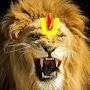 LION UTTAR PRADESH🦁