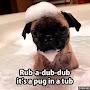 @lucy_loves_pugs106