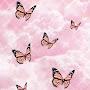 Pink_butterflyONroblox!