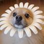 Disguised Puppy