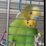 Yogi The Talking Budgie