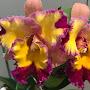 Svetlana Just nice orchids