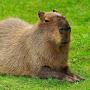 @capybara.95
