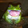 Frog Friend