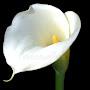 White Lily Calla