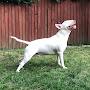 @vinniebullterrier6456