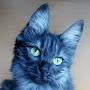 Cat Blue