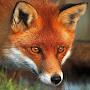 Red Fox