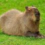 capybara 100