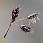 Carex misandra