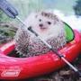 Hedgehog in a Canoe