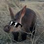 @the.aardvark