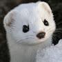 Ermine Irving