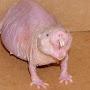 Mole rat