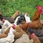 Patel poultry Farm