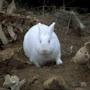 @TheInnocentRabbitofCaerbannog