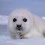 BABY SEAL