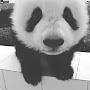 I_love_panda