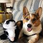 @chollythecrazycorgihesinsa6505