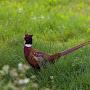 Pheasant