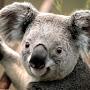 fonke koala