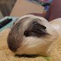 @hivemistressherguineapigfa8563