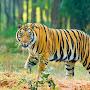 @Sundarbanvideo.2K.subscribers