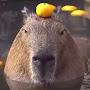 @ThatOneCapybara12