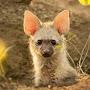 Aardwolf