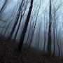 Dark Forest Chronicles