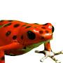 Big Boi Red  Frog 2011