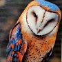 Celtic Owl