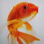 The Amazing Goldfish