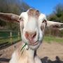Billy The Goat