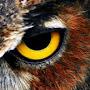 Owl Eye