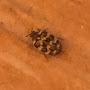 Carpet Beetle