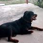 Rottweiler'le Yaşam