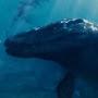 Mosasaurus Anims yt