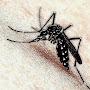 чёрный комар •