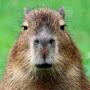 Your Cap Capybara