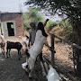 Moin Goat & Desi Poultry farm.