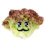 Yetis The Lettuce 