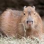 @capyCAPYBARA-en2sl