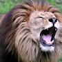 Lion tv🦁