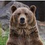 Brown Bear